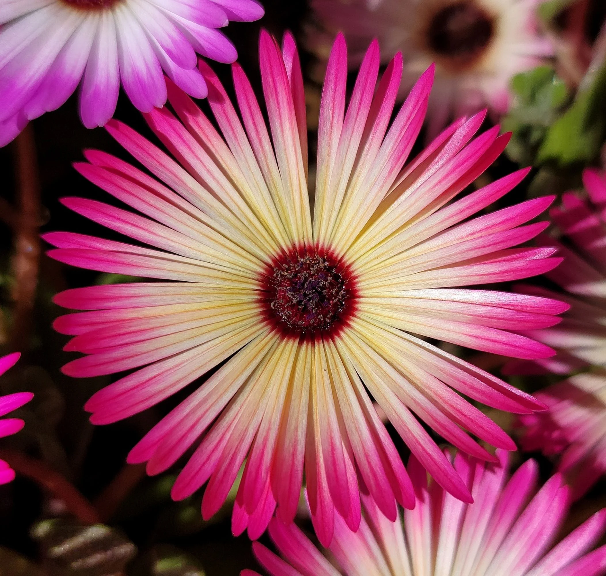 Livingstone Daisy Seeds/ Perennial/ Full Sun/46K Seeds 1/8 oz/ Zellajake Farm and Garden- B242