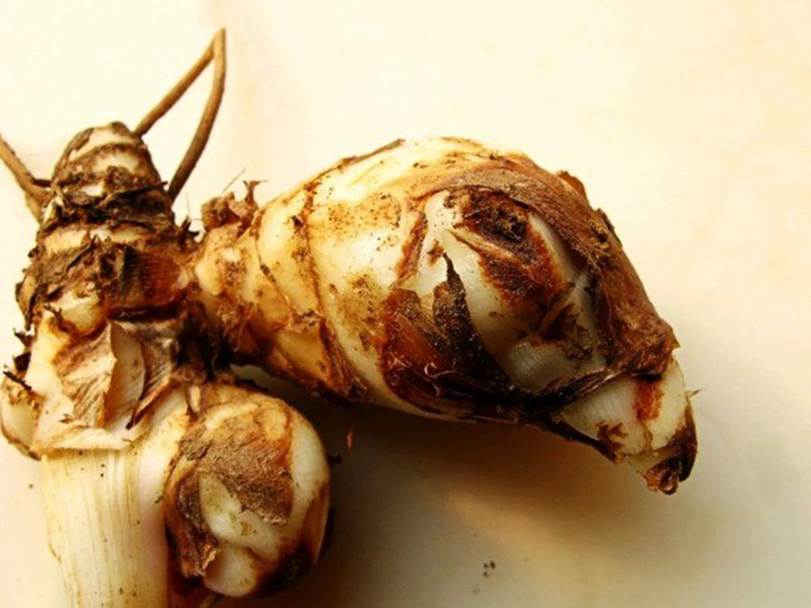 Canna Bulbs, Brightly Colored, Rhizomes, Canna Lily Bulbs，Perennials, Rich, Balcony, Garden，Canna Lily Bulbs Giant，Canna Lily Roots ，Canna Bulbs For Sale