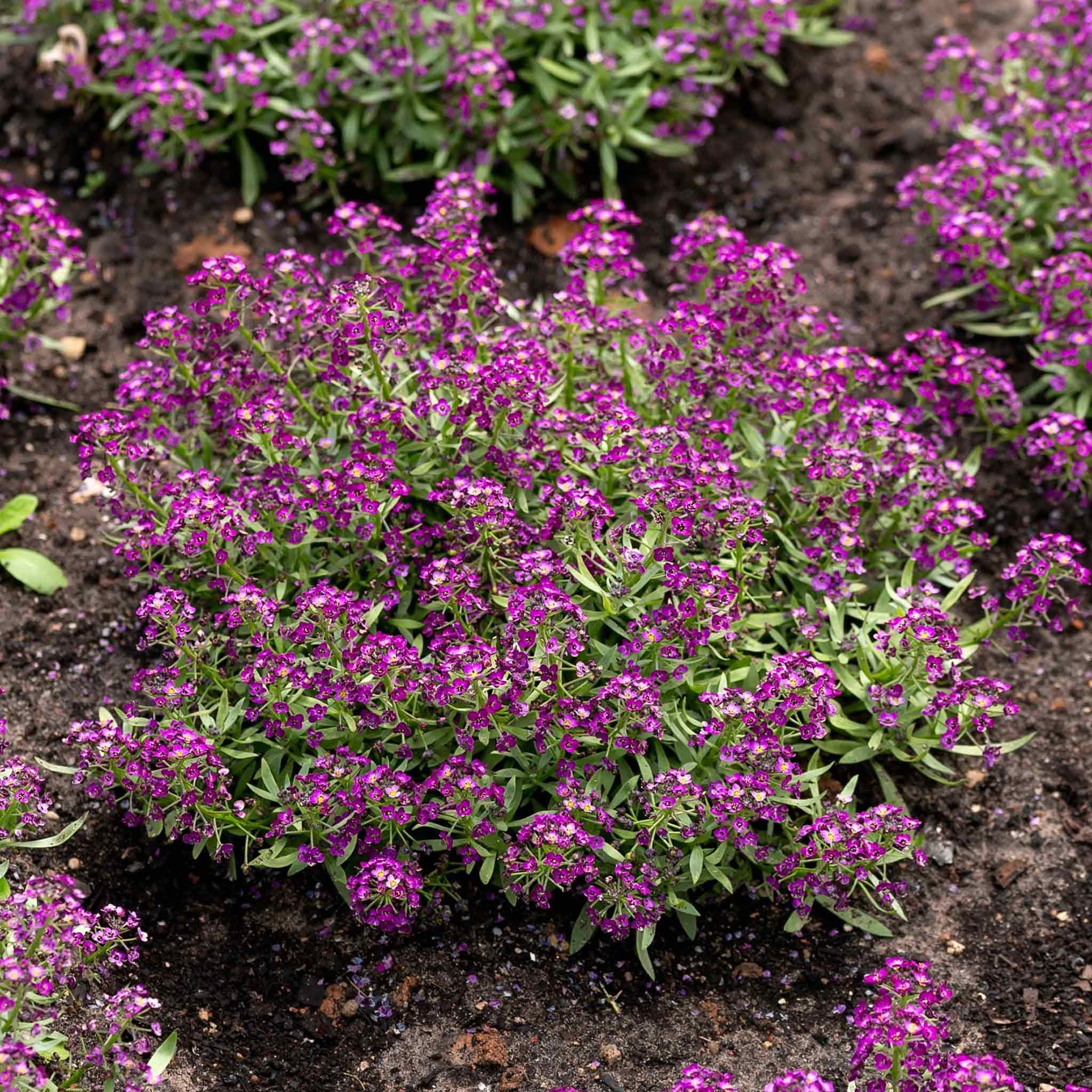 Alyssum Seeds - Oriental Nights - 1 Ounce - Purple Flower Seeds,  Open Pollinated Seed  Attracts Bees, Attracts Butterflies, Attracts Pollinators, Fragrant, Container Garden
