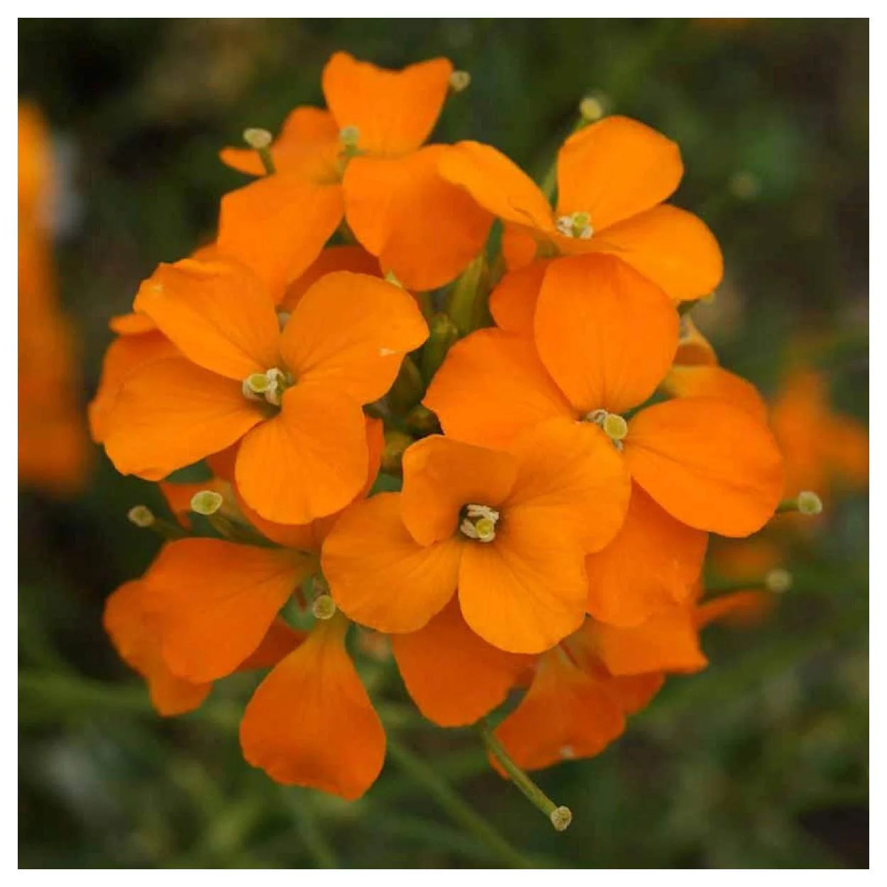 Everwilde Farms - 2000 Siberian Wallflower Garden Flower Seeds - Gold Vault Jumbo Bulk Seed Packet