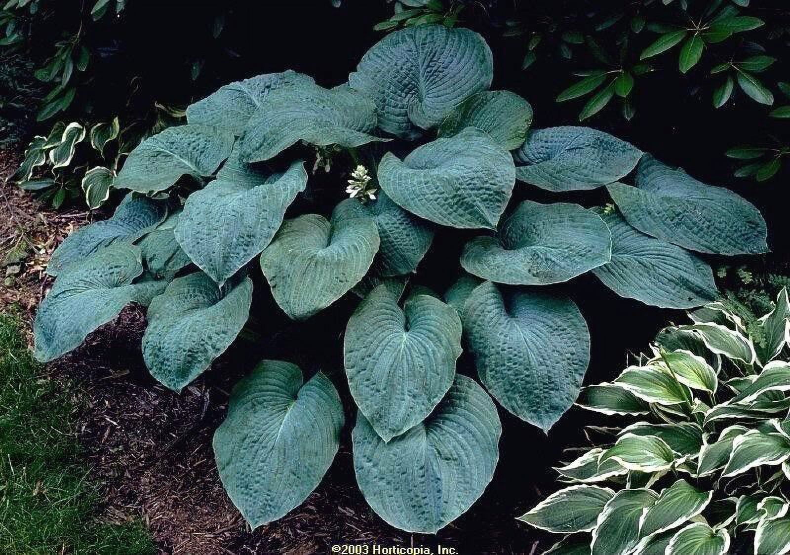 10 HOSTA ELEGANS Shade Flower Seeds * Combined Flat Shipping