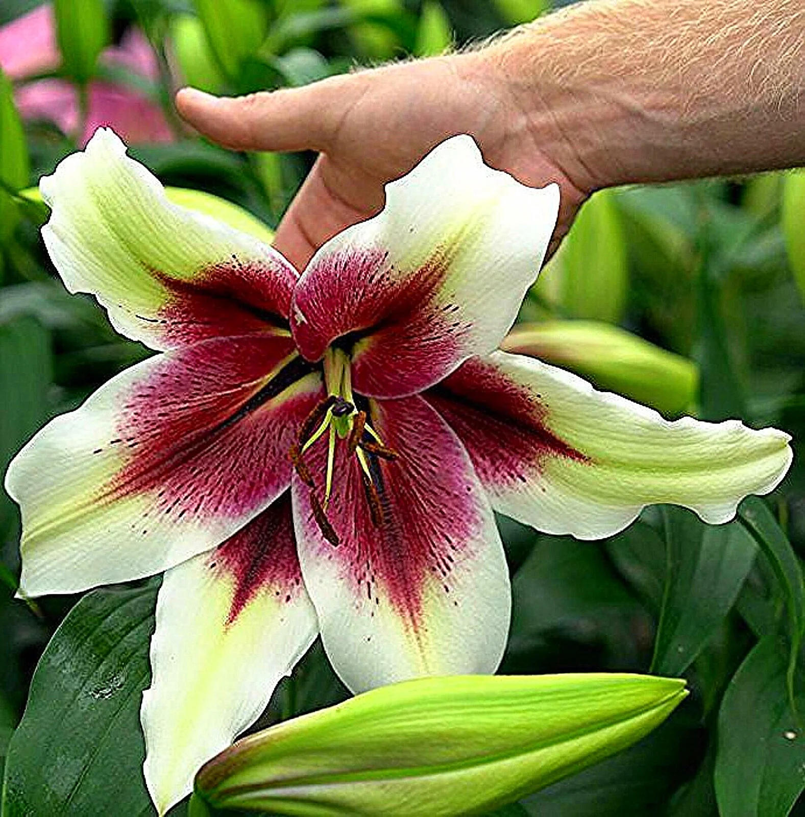 Lily Bulbs, Tiger Lily Bulbs, Large Flowers,Lily Bulbs For Planting Perennials, Flower Bulbs,Lily Bulbs For Sale