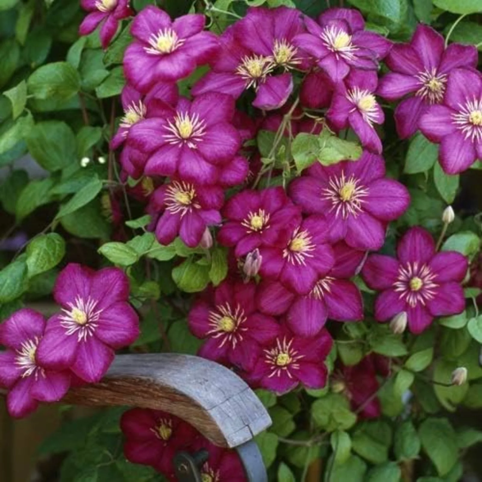 Clematis Bulbs,Clematis Flowers For Planting,Clematis Plants,Clematis Root Pot Plants Outdoor,Clematis Vine Plants Live Shade,Pretty,Clematis Bulbs For Sale.