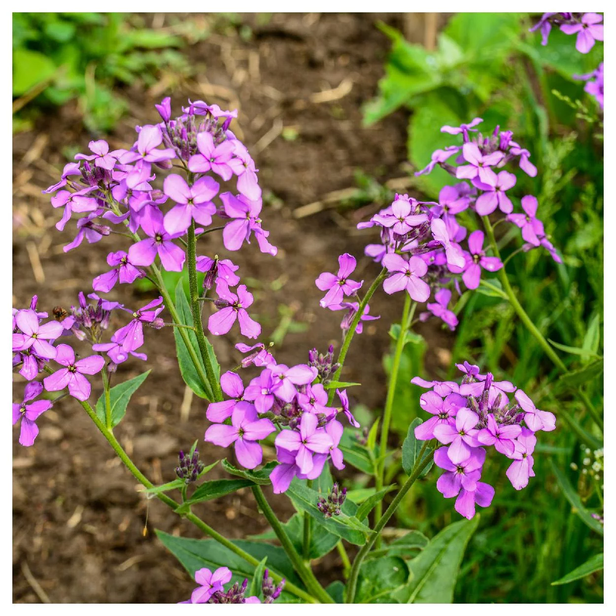 Everwilde Farms - 1000 Dames Rocket Garden Flower Seeds - Gold Vault Jumbo Bulk Seed Packet