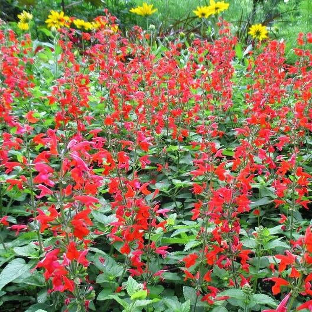 Scarlet Sage Seeds - Packet - Red Flower Seeds,  Heirloom Seed  Attracts Bees, Attracts Butterflies, Attracts Hummingbirds, Attracts Pollinators, Easy to Grow & Maintain, Fragrant, Container Garden