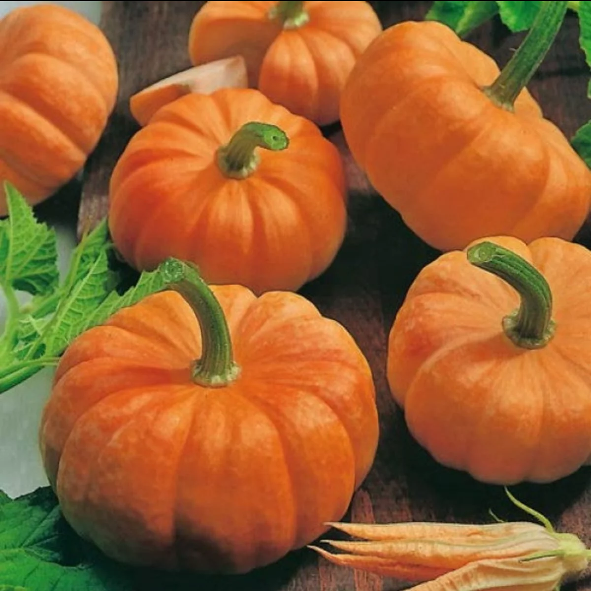 Jack Be Little Pumpkin Seeds, 10 Heirloom Seeds Per Packet, Non GMO Seeds, Isla's Garden Seeds