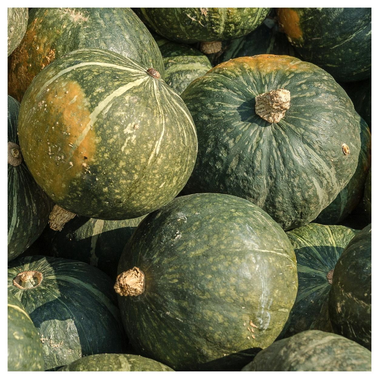 Everwilde Farms - 40 Buttercrop Burgess Winter Squash Seeds - Gold Vault Jumbo Bulk Seed Packet