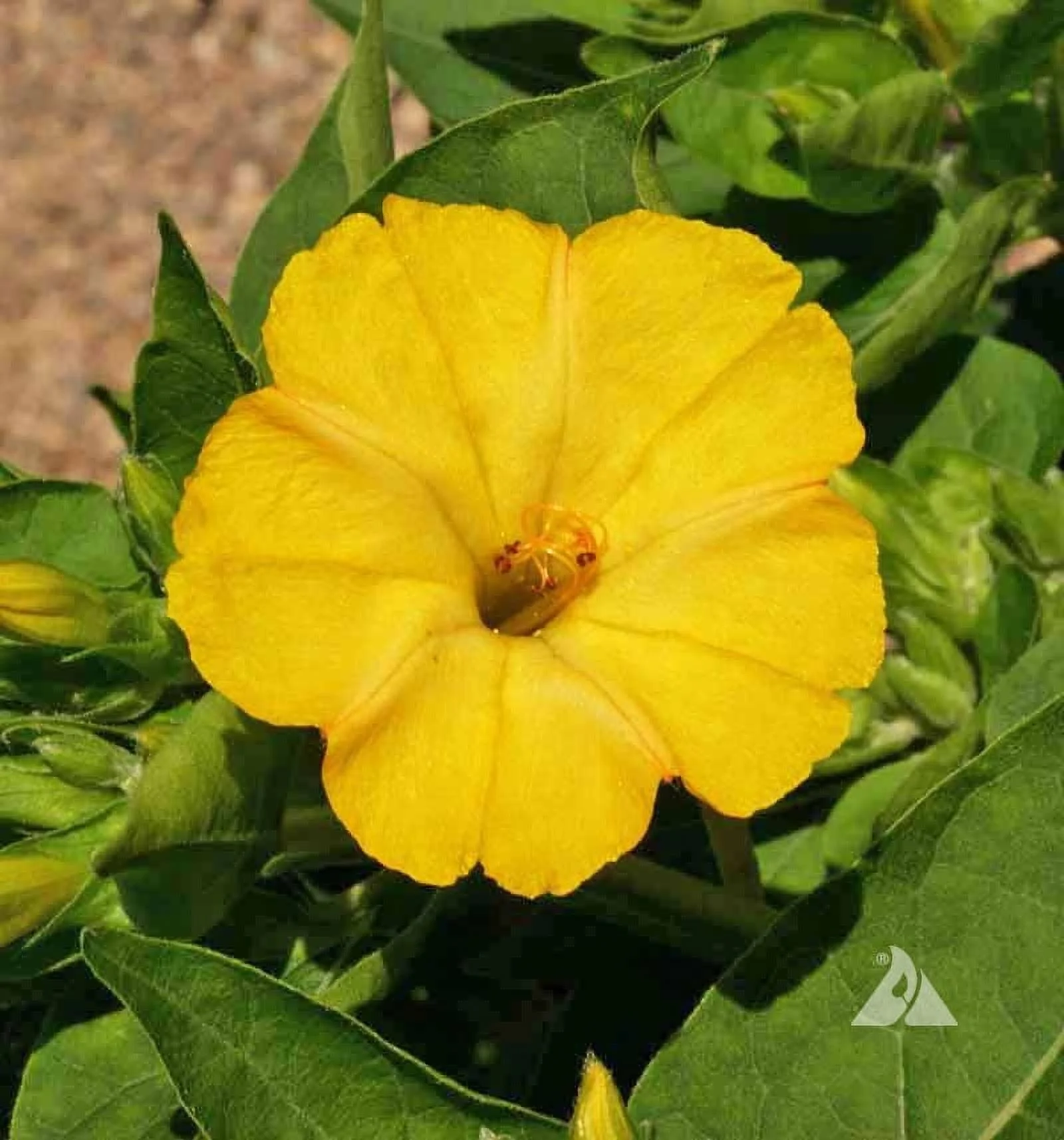 Four O'clock Golden, 100 Seeds Beautiful Vivid Golden/Yellow Colored Bloom
