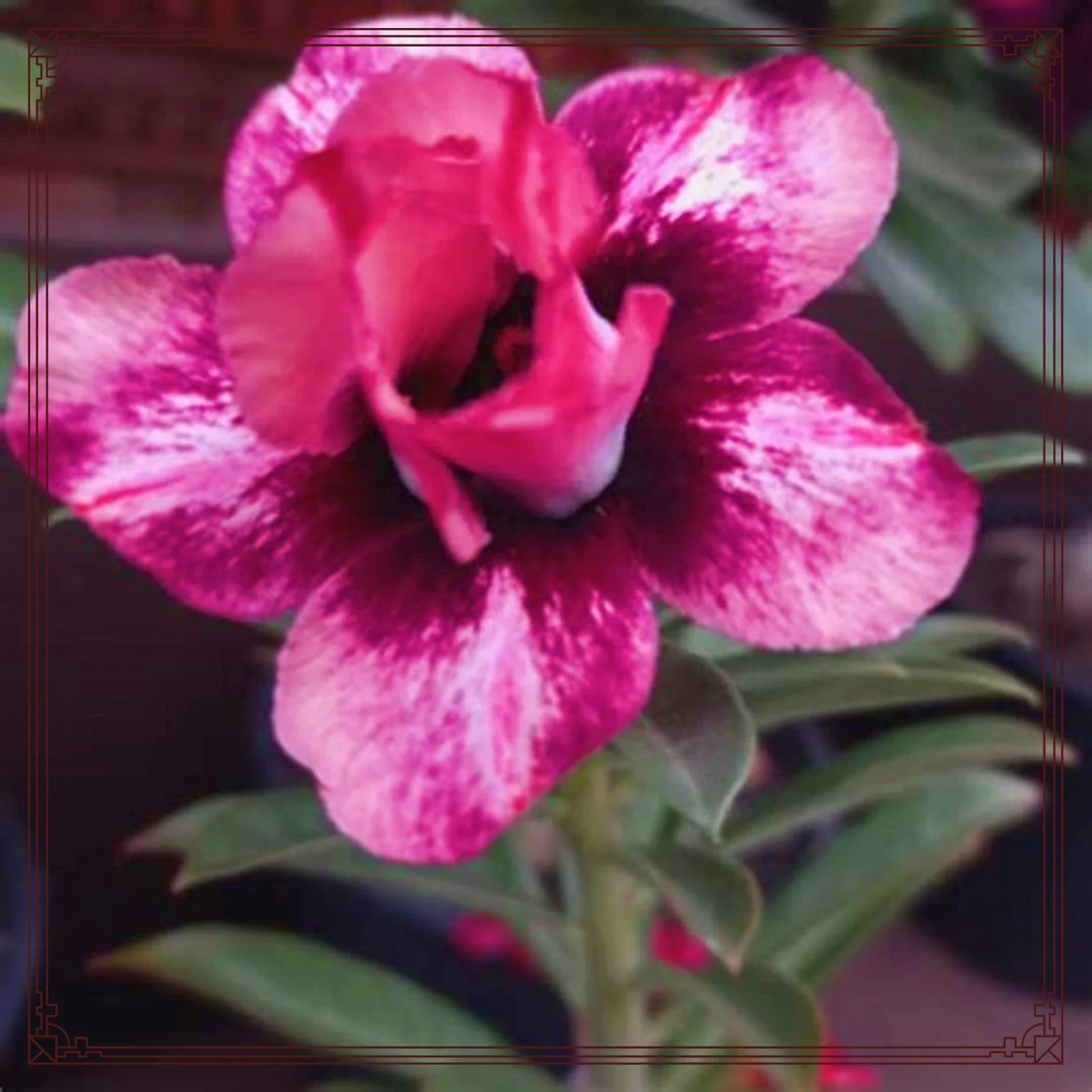 Adenium Desert Rose Plant Live Desert Rose Bulbs Desert Rose Roots Desert Rose Plant Live Garden Decoration Garden Flowers Bonsai Plant