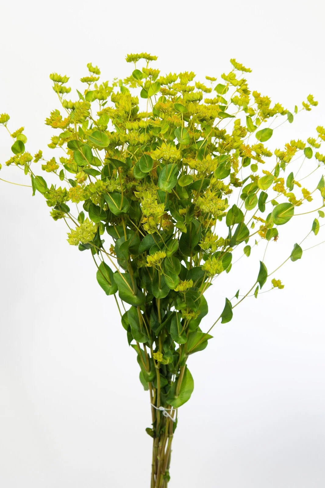 100 GREEN GOLD BUPLEURUM Griffithii Rotundifolium Hares Thoroughwax Flower Seeds