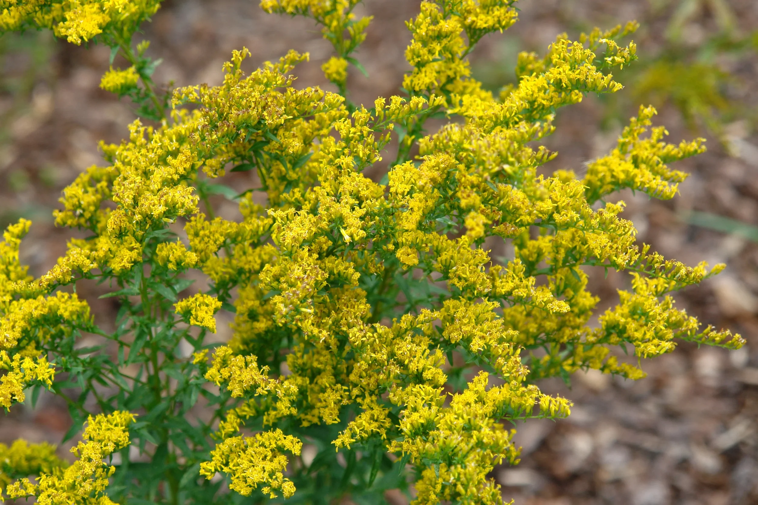 Sweet Goldenrod