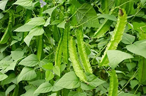 100 Dragon Bean Vine Seeds Winged Beans Seeds Four Angled Bean or Manila Bean King Shire Winged Bean Asparagus Pea or Dau Rong Home Gardening Seeds Vegetable Seeds