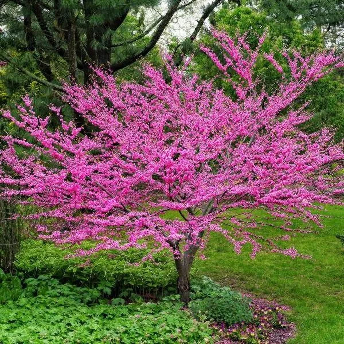 Cercis Canadensis, Eastern Redbud Cold Hardy Flowering Tree 25/50/75 Seeds T81, 75
