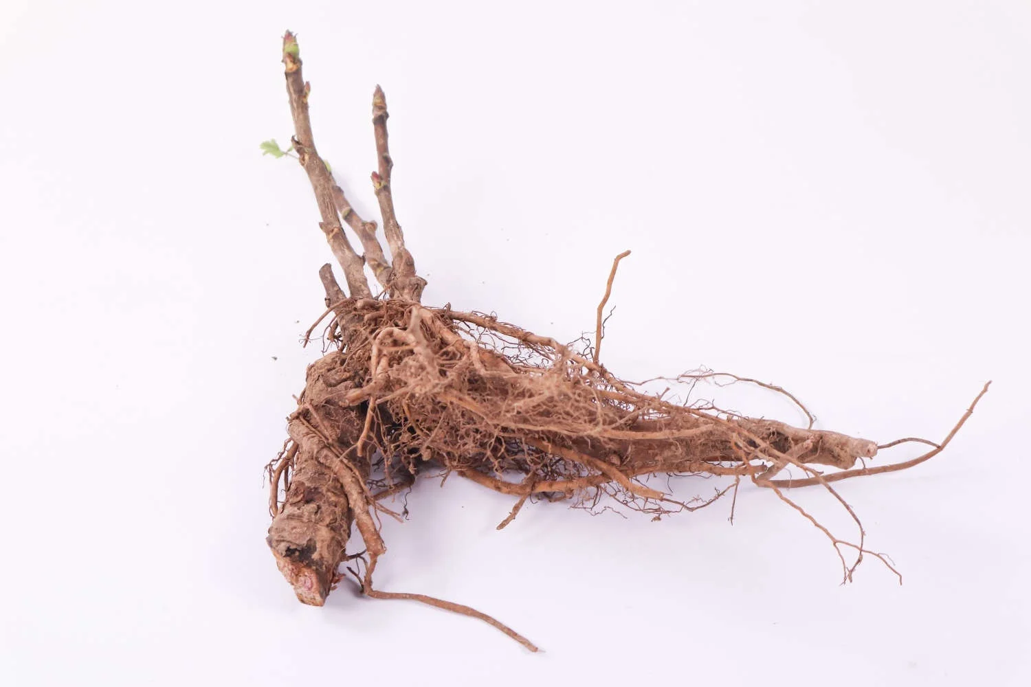 Peony Bulbs Peony Bulbs For Sale Peony Bulbs For Planting Peony Plants Garden Ready To Plant Peony Plants For Garden Now Bonsai Plant Hardy Perennial