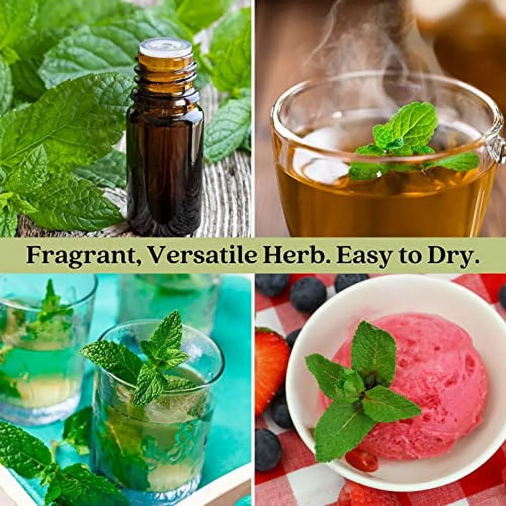 Clovers Garden Spearmint Mint Herb Plants - Two (2) Live Plants - Non-GMO - Not Seeds - Each 4