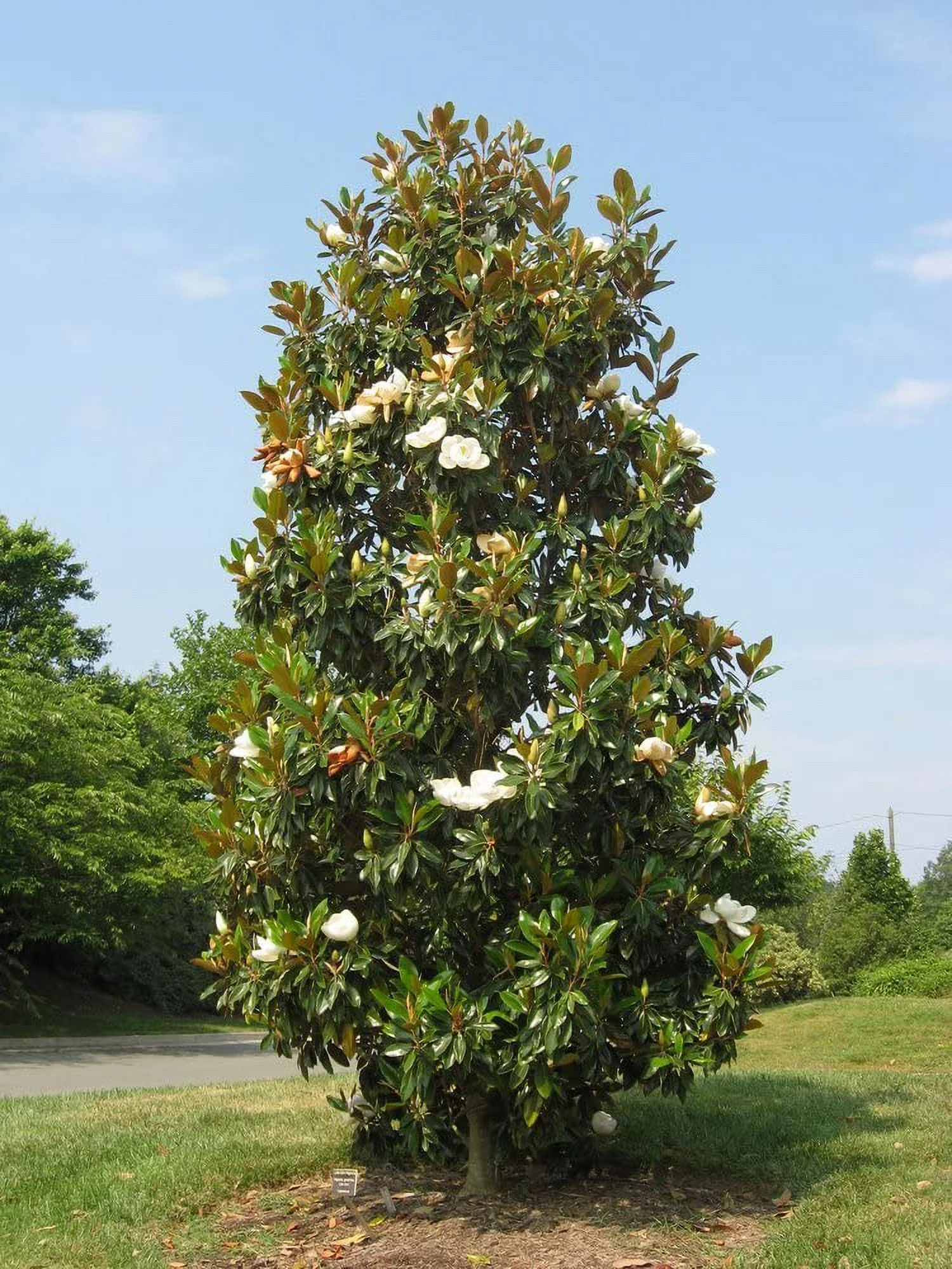 Sympathy Southern Magnolia - Large