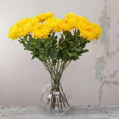 QAUZUY GARDEN 50 Yellow Hardy Garden Chrysanthemum Mum Chrysanths Seeds Showy, Hardy, Eye-Catching Floral Display Attract Pollinators Easy Grow & Maintain