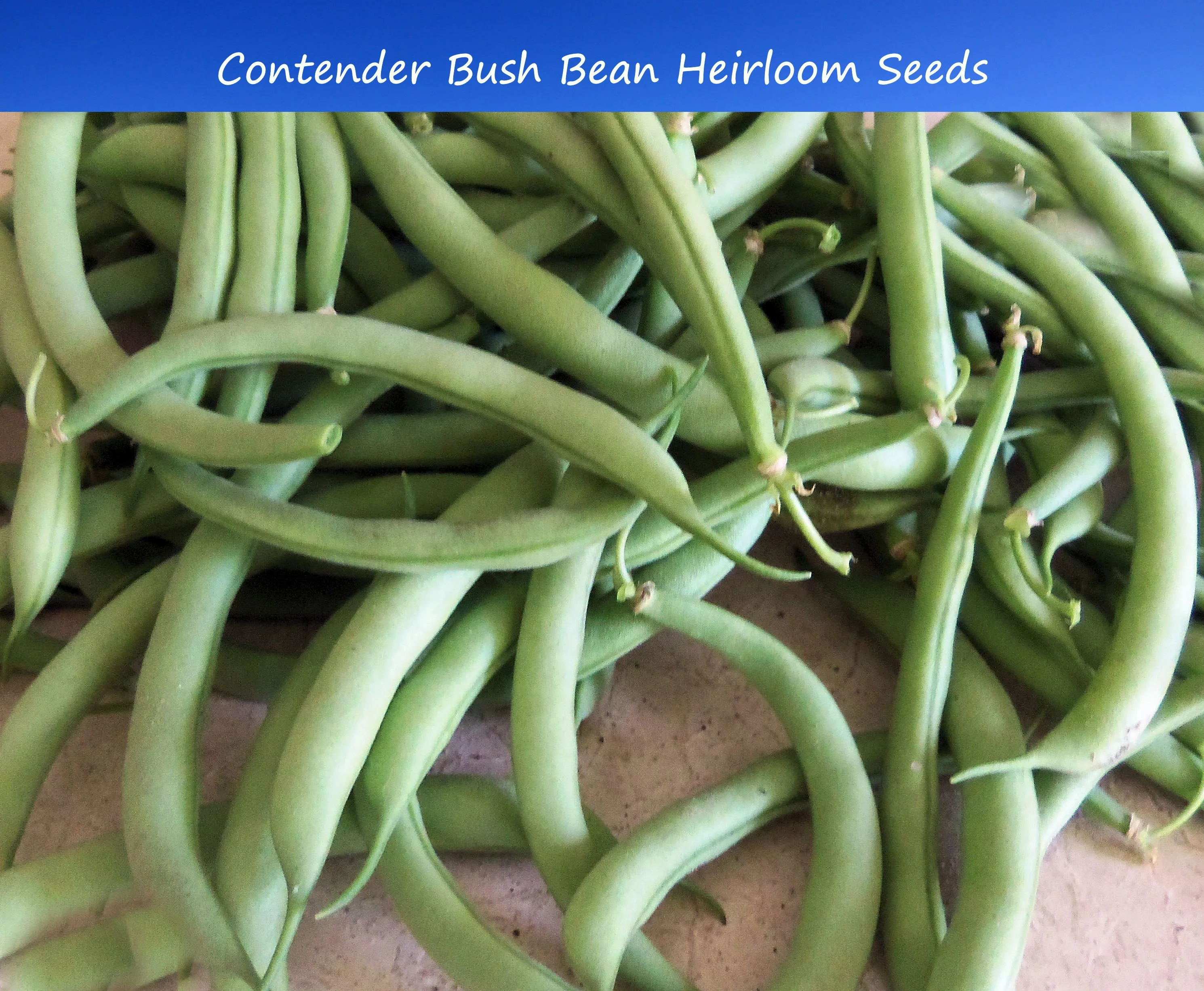 Bean SEEDS --Contender Bush Bean- 100 seeds- 6-8 inch stringless pods produce a week ahead of other beans-  Tasty fresh canned or Frozen