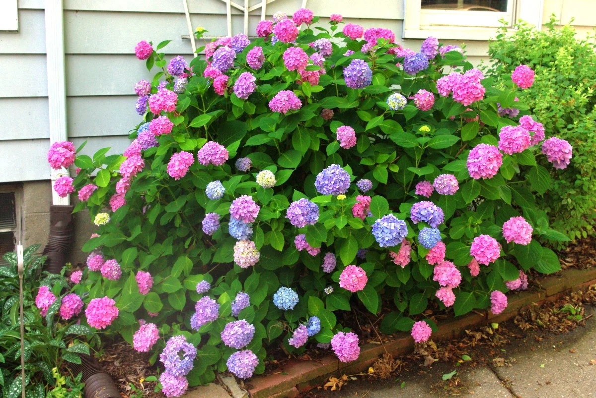 ( 1 ) - L.A. Dreamin'® Hydrangea - Starter Plant ( 7L ) ( 1 live plant )