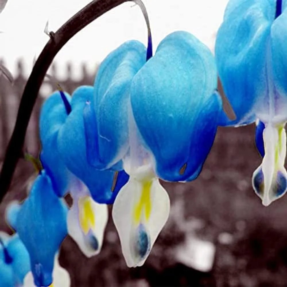 QAUZUY GARDEN 25 Bleeding Heart Seeds Blue Perennial Dicentra Spectabilis, Heart Flower, Lyre Flower, Shade Garden Flower, Fast-Growing Striking Flowering Herb Plant