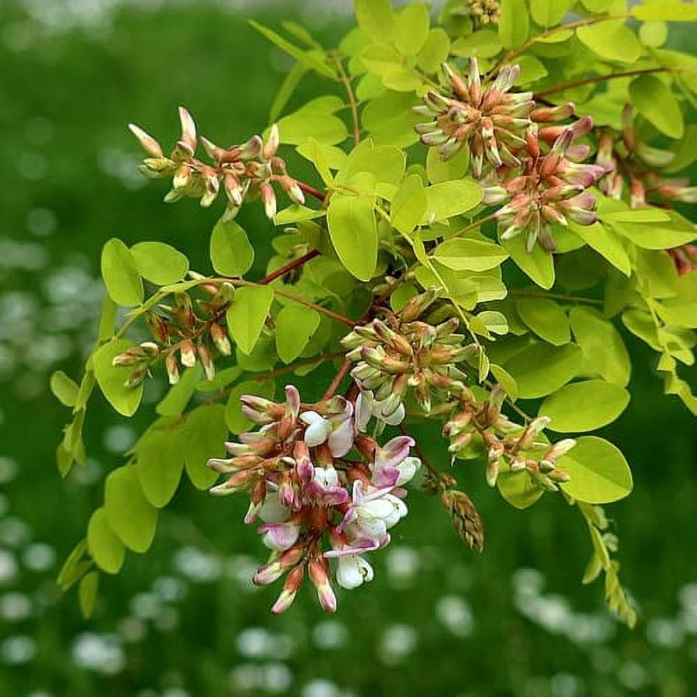 CHUXAY GARDEN 25 Seeds Robinia Pseudoacacia,Black Locust Tree,False Acacia Lovely White Flowers Fast-Growing Fragrant Deciduous Tree Attract Honeybees and Hummingbirds