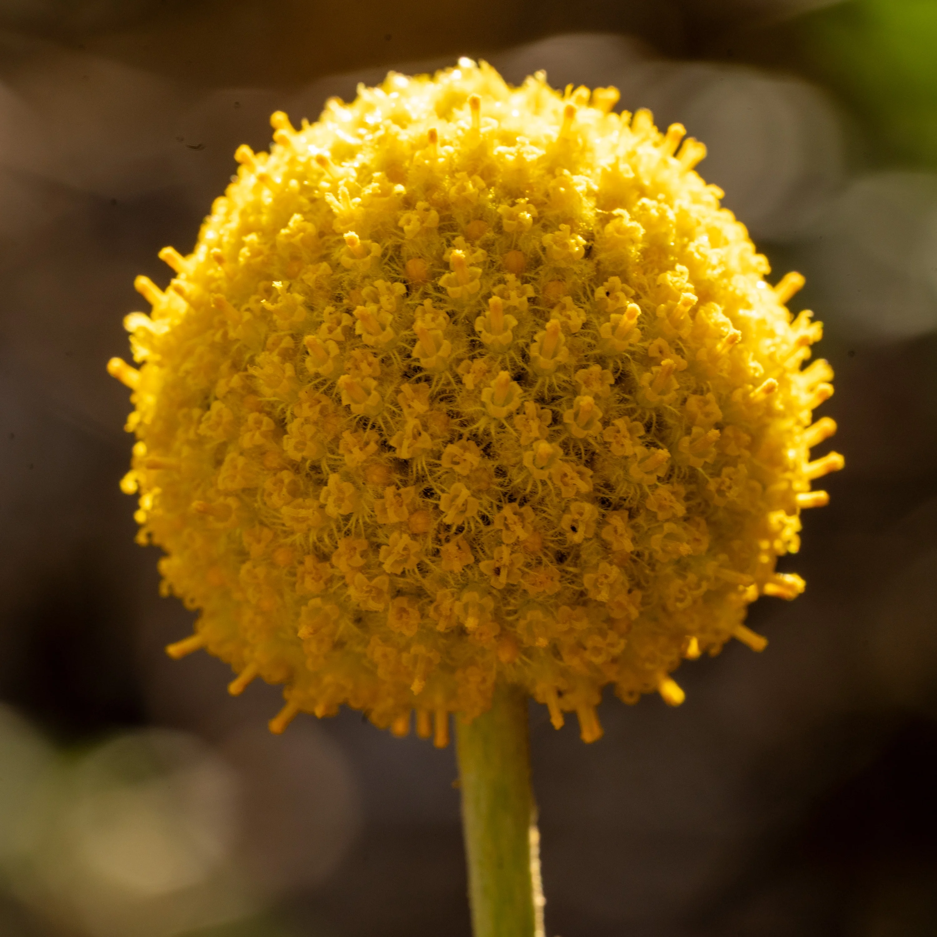 Plant Good Seed Craspedia Flower Seed Yellow Perennial Drumstick Flower Billy Buttons Dried Bouquet