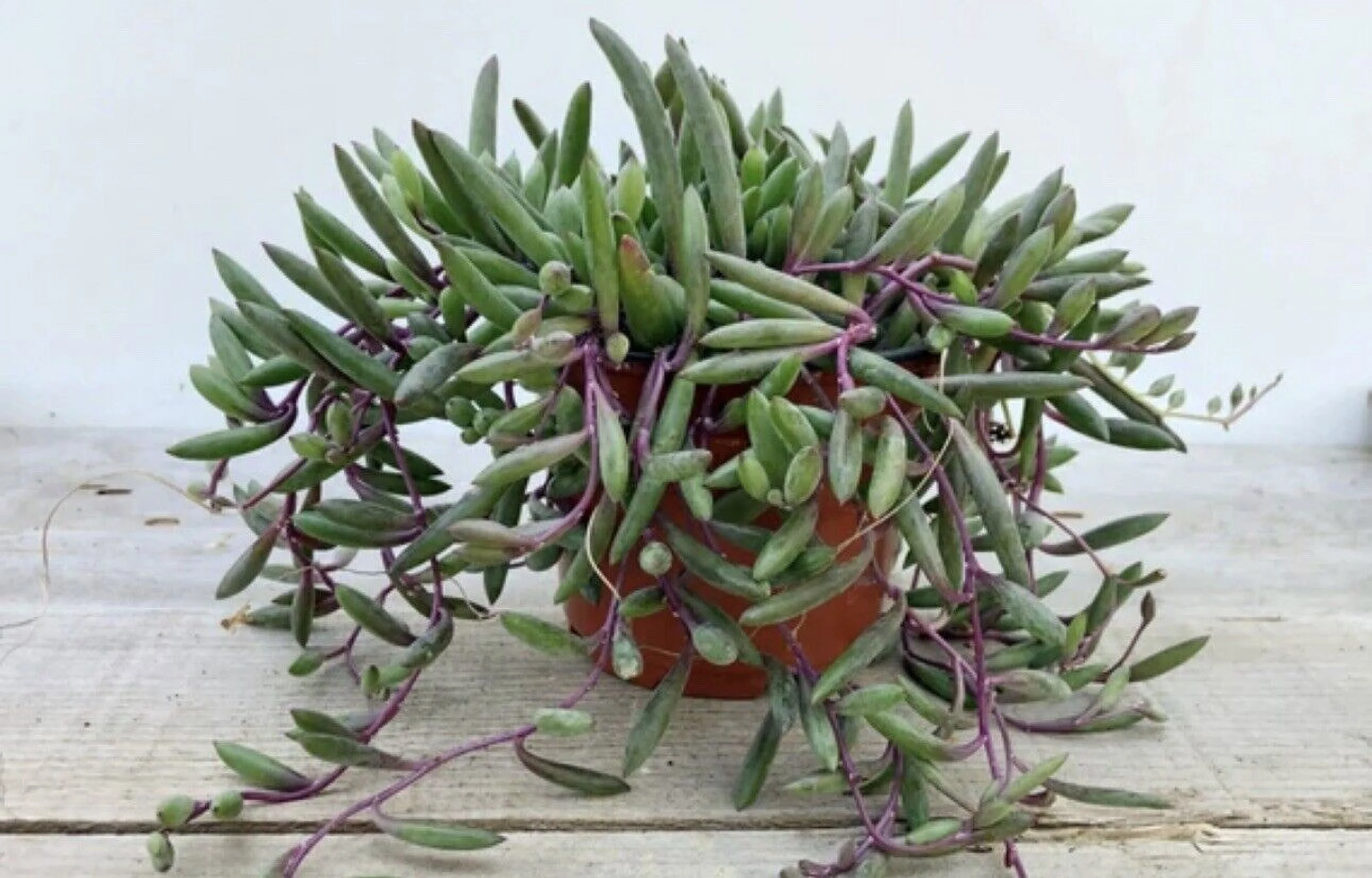 Othonna Capensis are “String of Rubies” and “Ruby Necklace” in 6-inch Basket