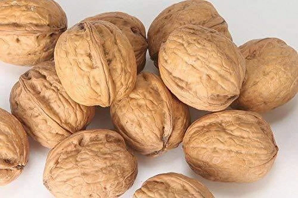 In-Shell Walnuts~North  5 LBS FRESH CROP
