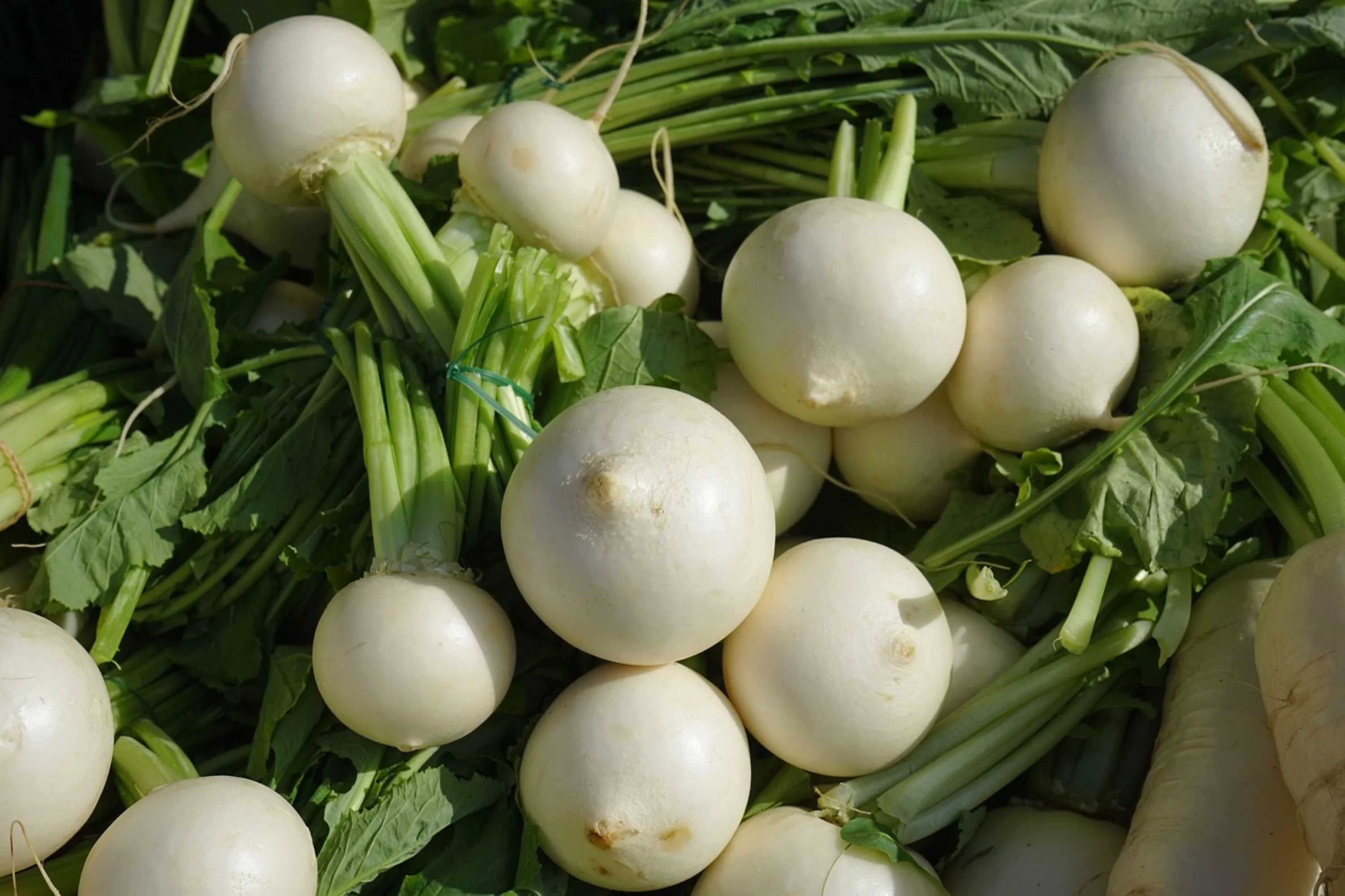 White Egg Turnip Seeds/ Annual/ Full Sun/2800 Seeds 1/4 oz/ Zellajake Farm and Garden - B127