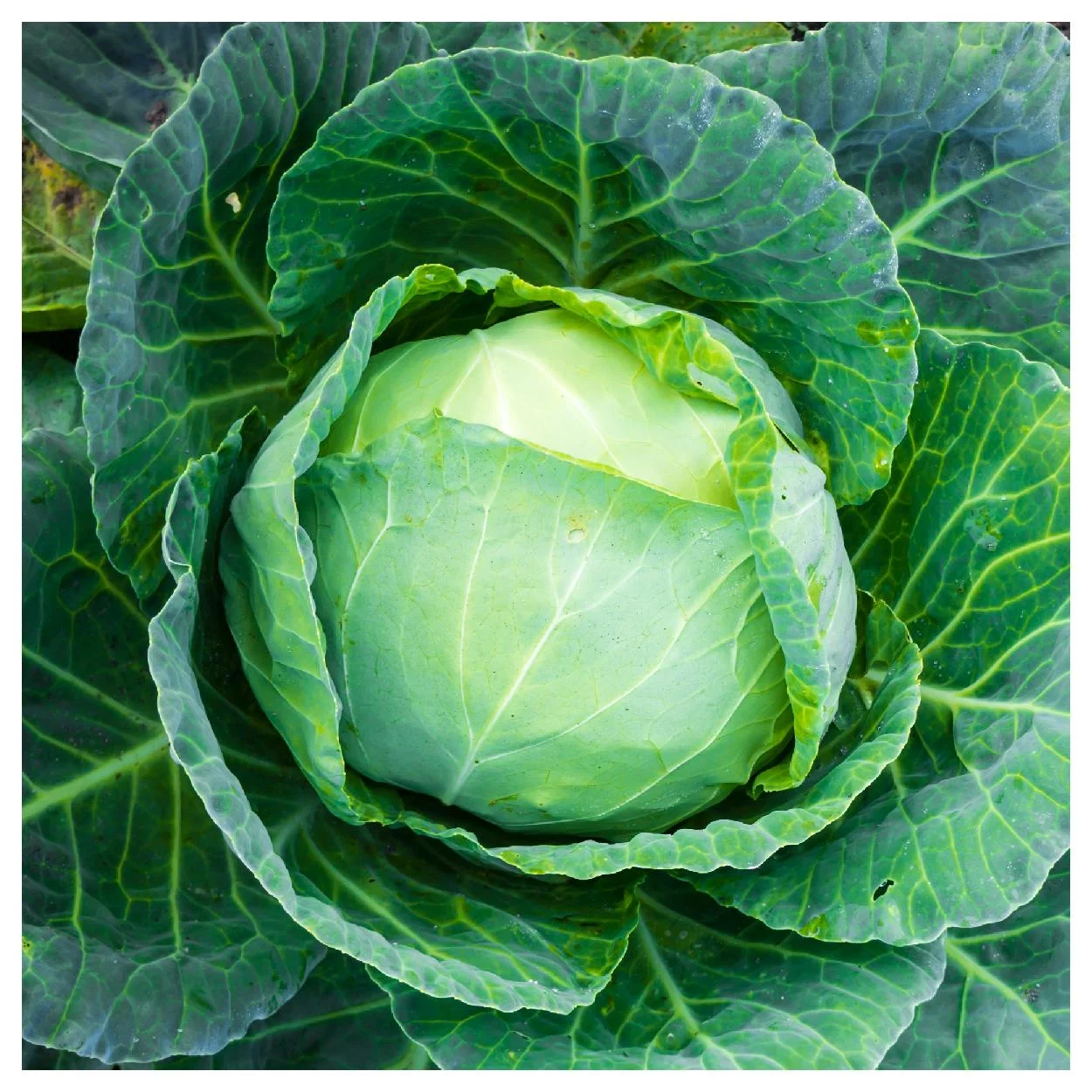 Everwilde Farms - 500 Danish Ballhead Cabbage Seeds - Gold Vault Jumbo Bulk Seed Packet