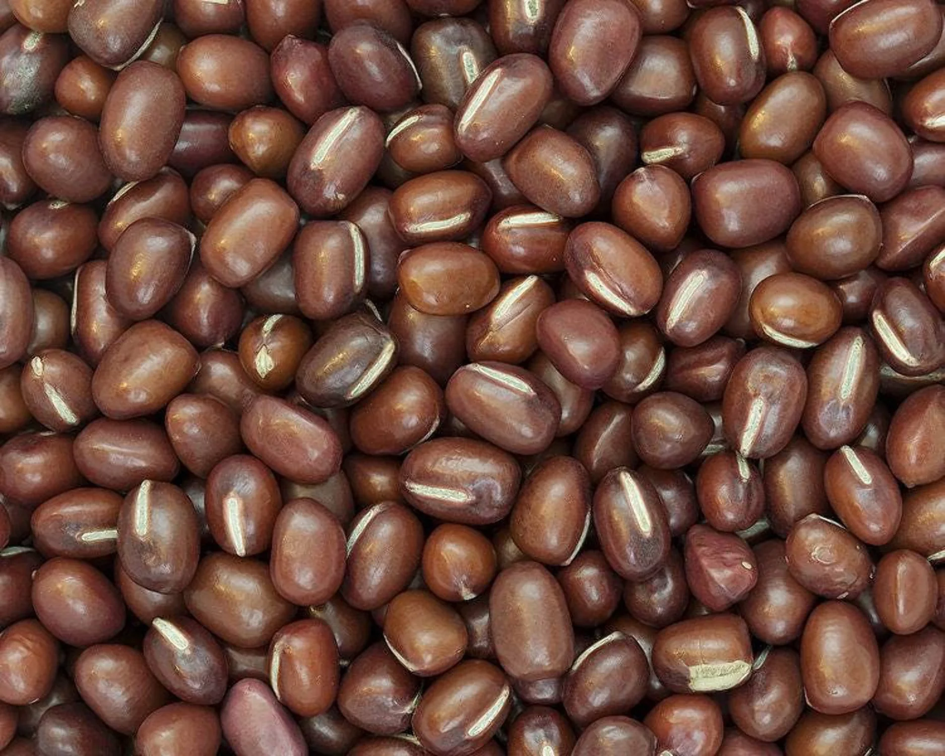 50 Seeds ADZUKI BEAN Aduki Red Bean Maroon Phaseolus Angularis Legume Vegetable Seeds