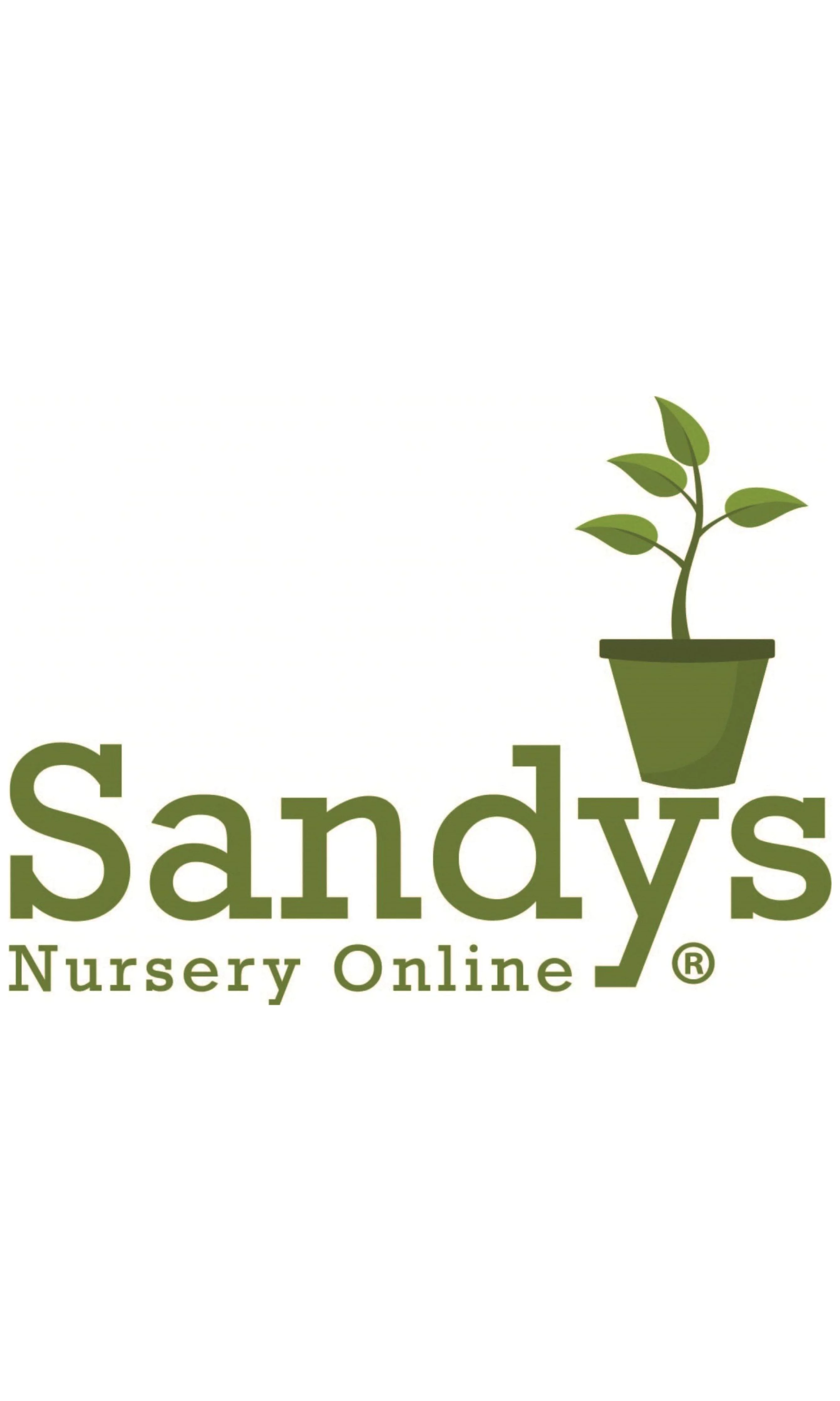 Burbidgea scheizocheila Ginger Golden Brush, 4 Inch Pot