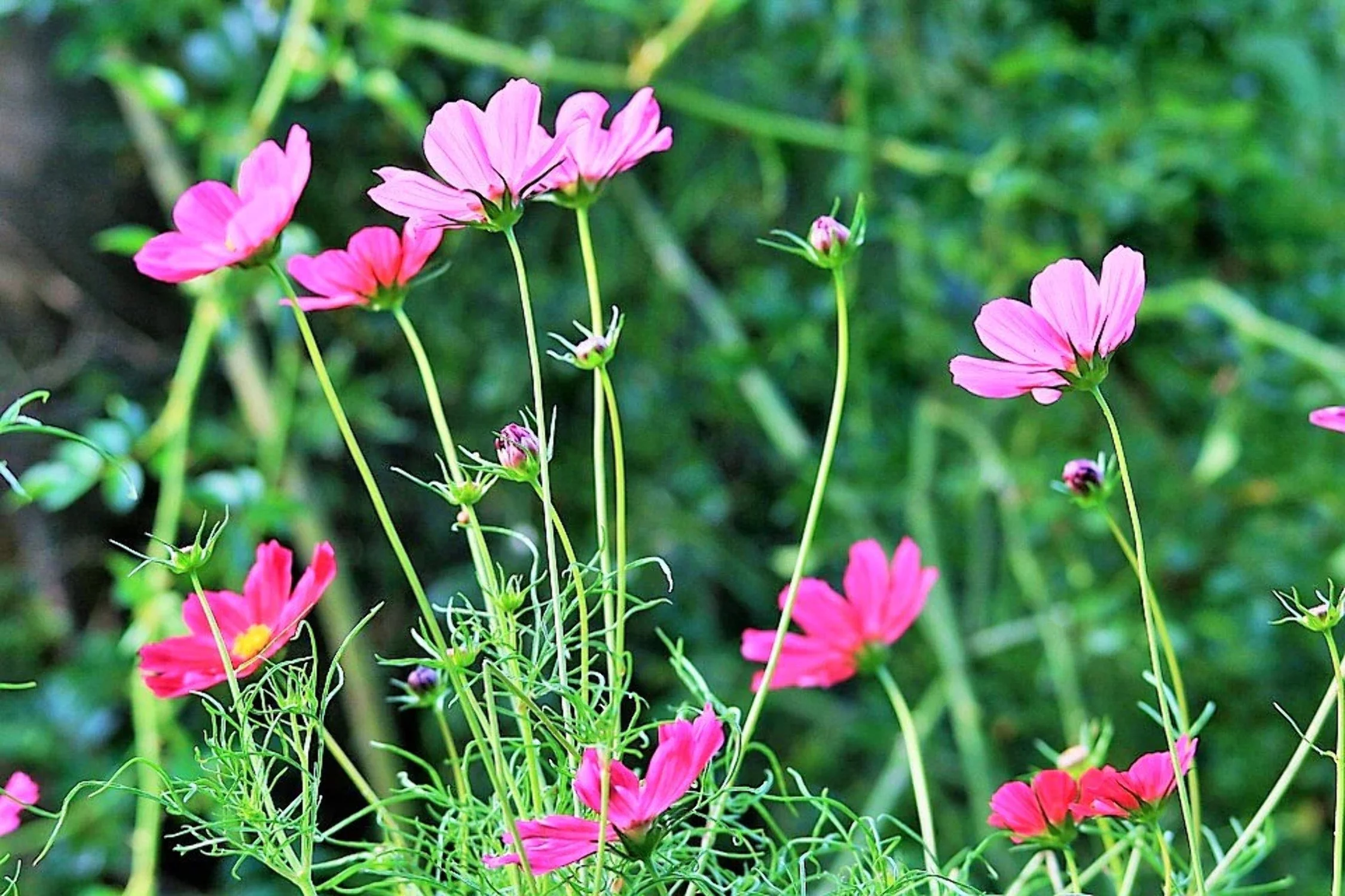 200 TALL PINK COSMOS Bipinnatus Flower Seeds