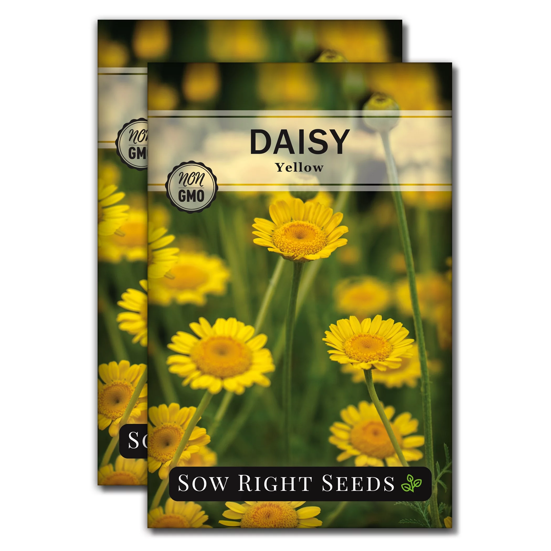 Yellow Daisy Seeds - Non GMO Heirloom Varieties for your Flower Garden - 2 Pack