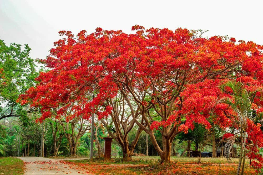25 Seeds Delonix Regia Royal Poinciana Flamboyant Flame Tree