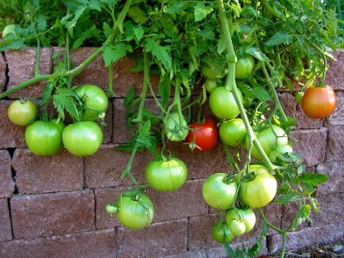 Clovers Garden Big Beef Tomato Plant- Two (2) Live Plants – NOT Seeds – in 3.5 Inch Pot