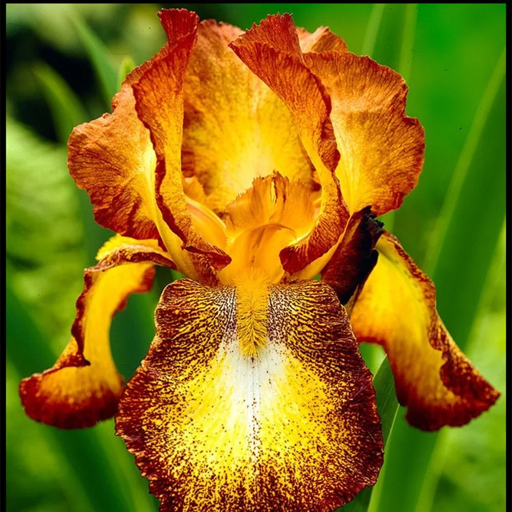 All Night Long Bearded Iris Plant Bulbs | Fragrant Deep Flowers - Easy to Plant Perennial