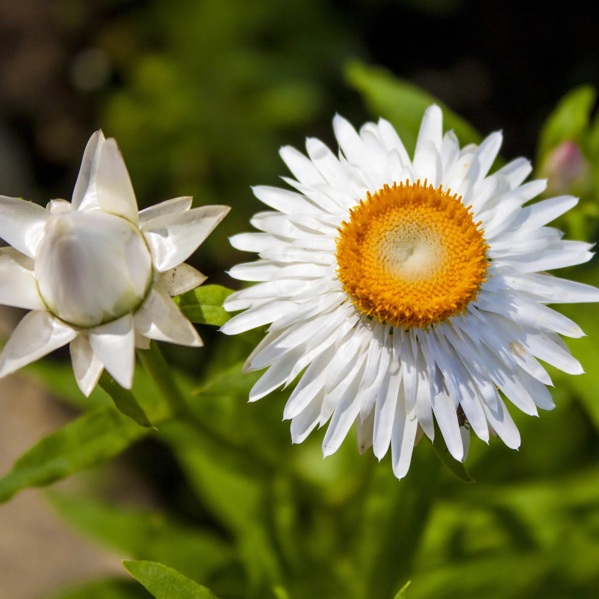 Outsidepride Helichrysum White - 10000 Seeds