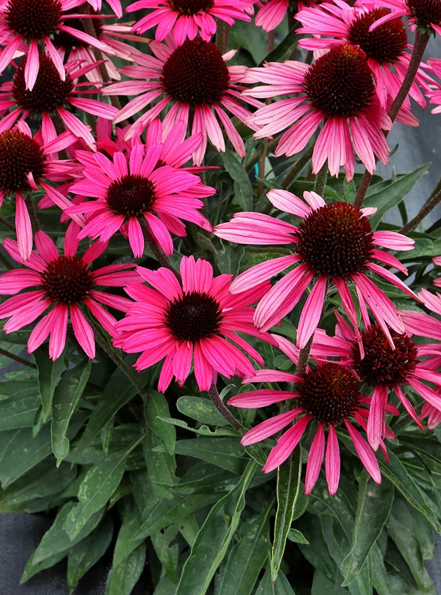 Dark Shadows™ Wicked Coneflower - Echinacea - Gallon Pot
