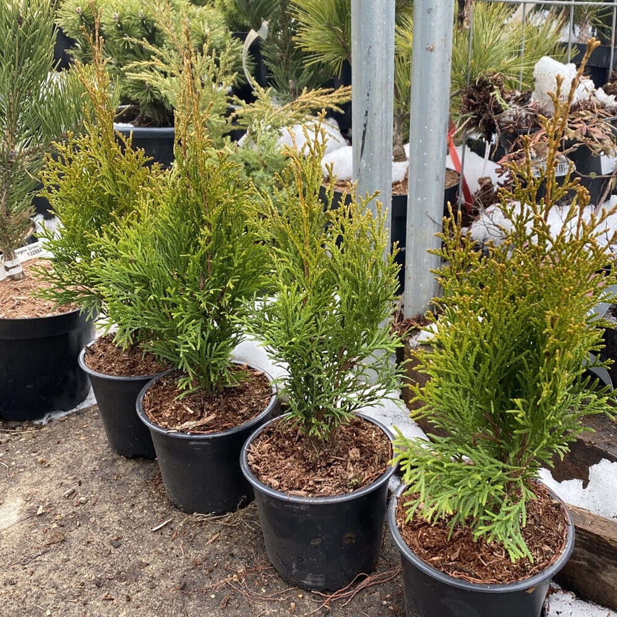 WSYW 3 Gallon Plastic Plant Flower Pot Nursery Garden Seed Containers 5 Pack