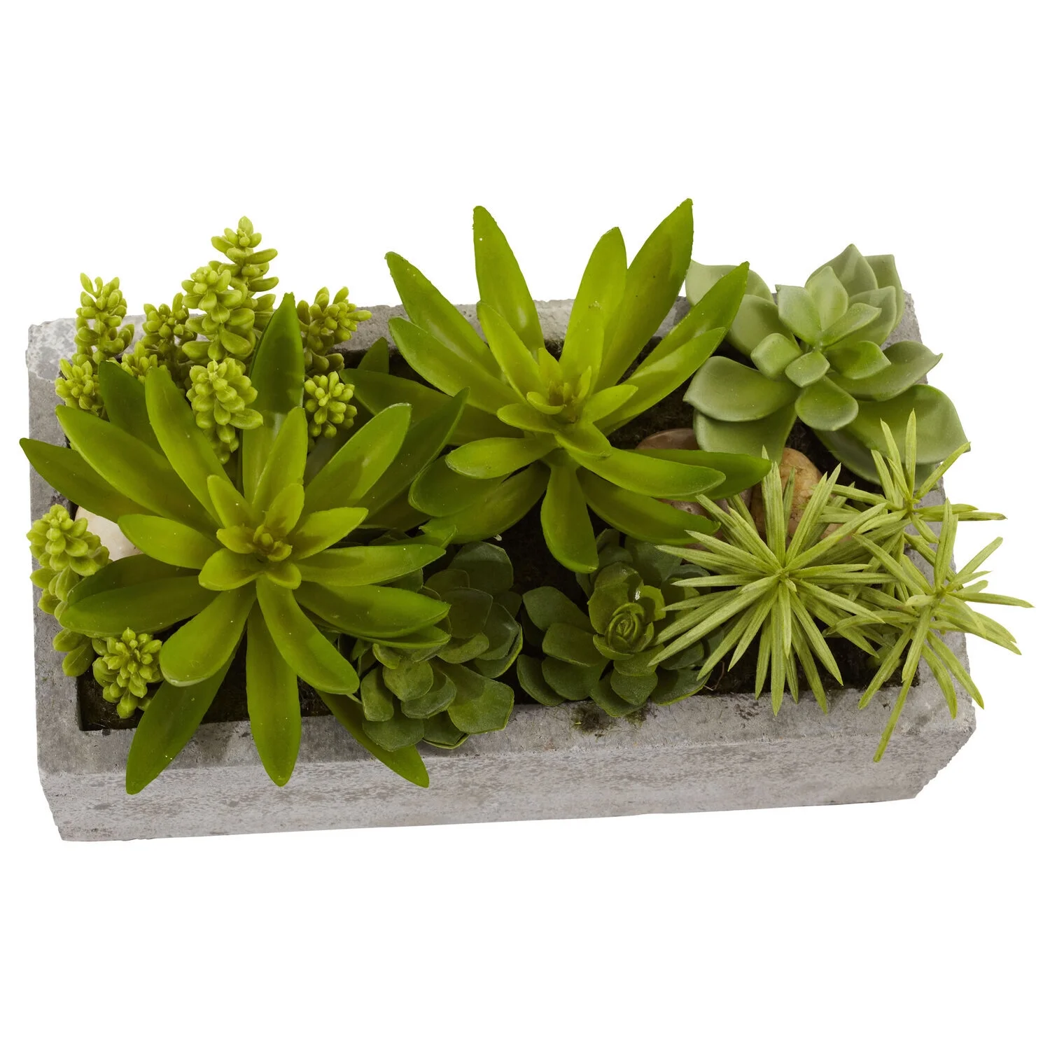 HomeStock Antique Succulent Garden With Concrete Planter