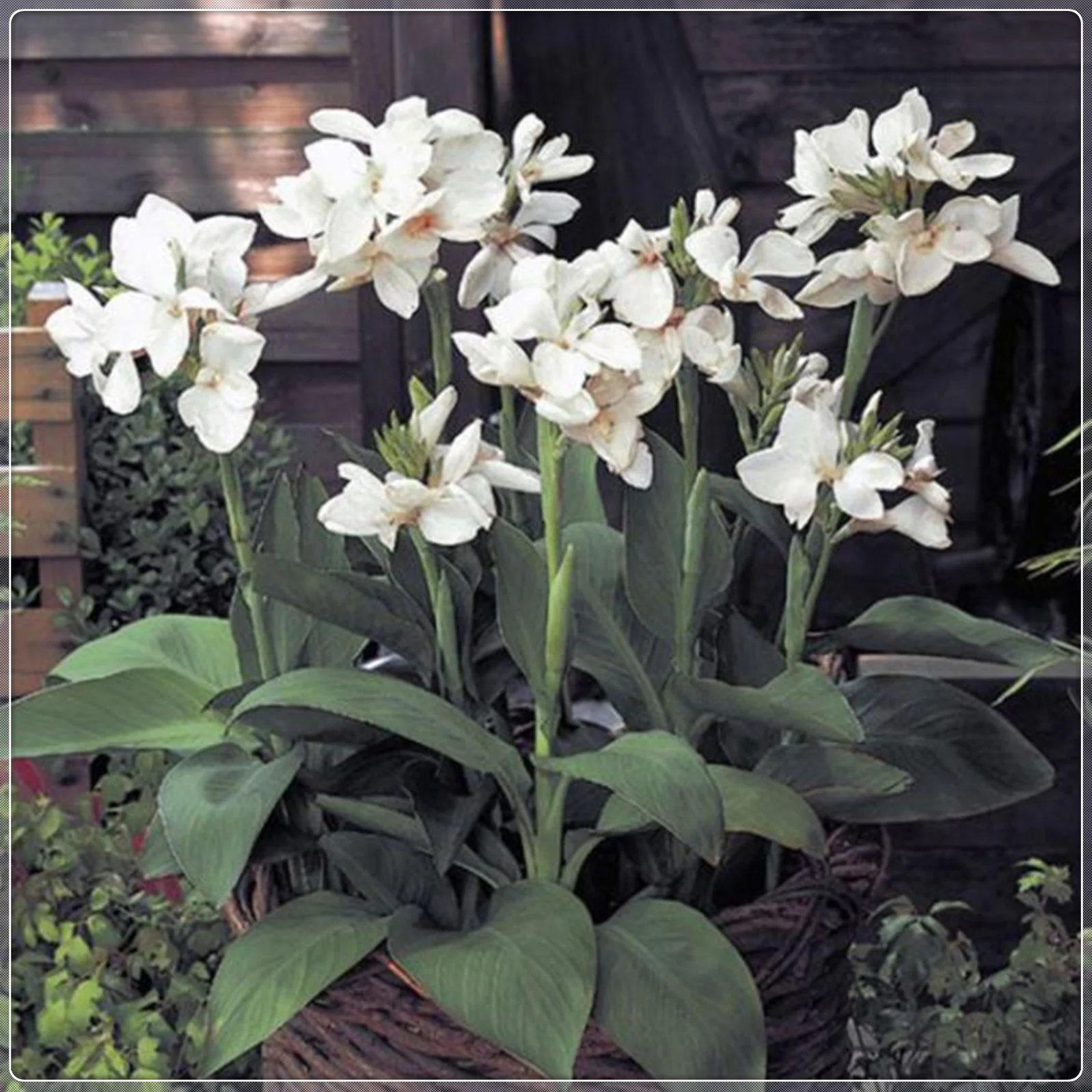 Canna Bulbs, Brightly Colored, Rhizomes, Canna Lily Bulbs，Perennials, Rich, Balcony, Garden，Canna Lily Bulbs Giant，Canna Lily Roots ，Canna Bulbs For Sale