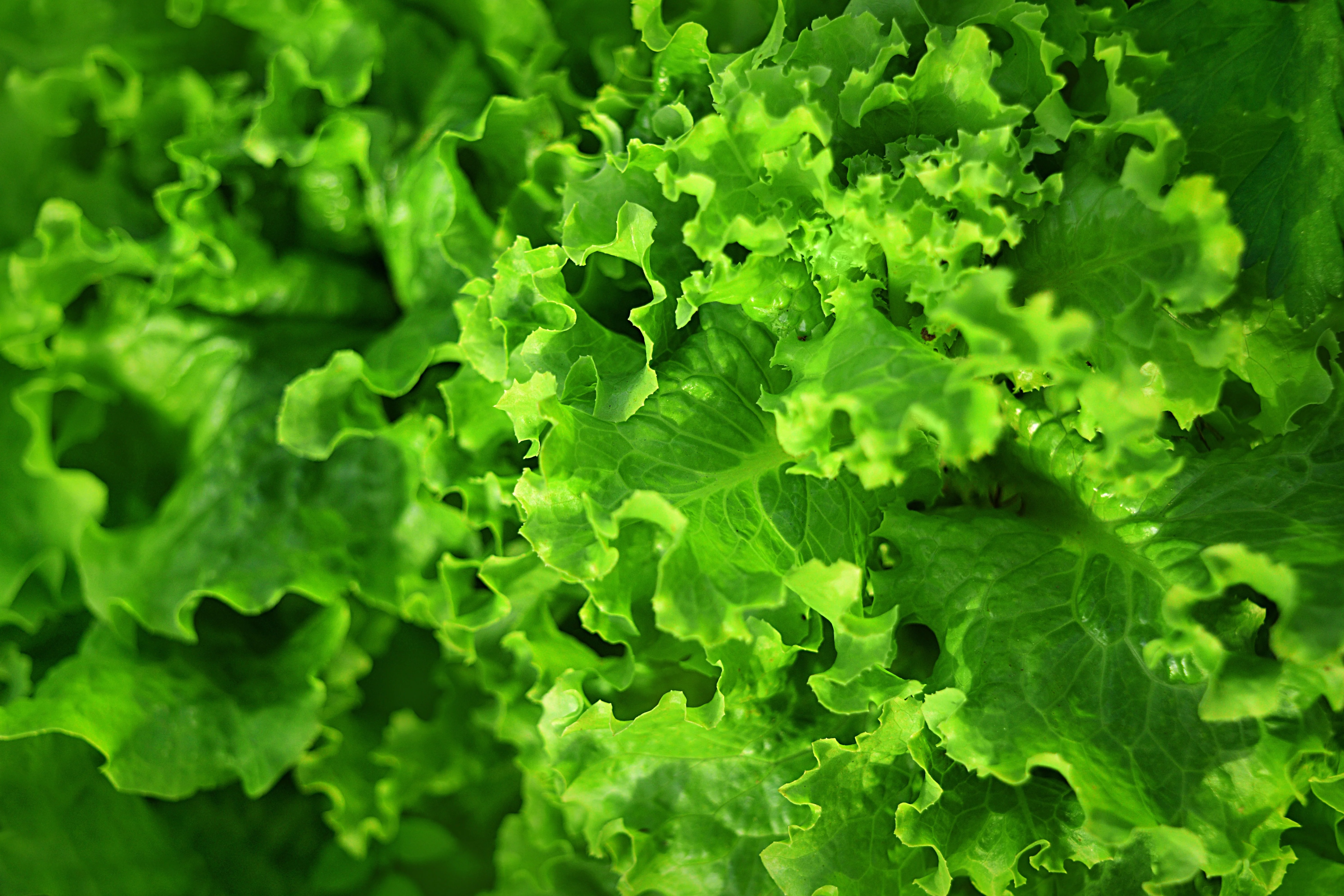 SEEDS = 250 Lettuce seeds - Black Seeded Simpson -Heirloom Leaf Lettuce-Bright Green Leaves -Sweet Tasty-Slow Bolting