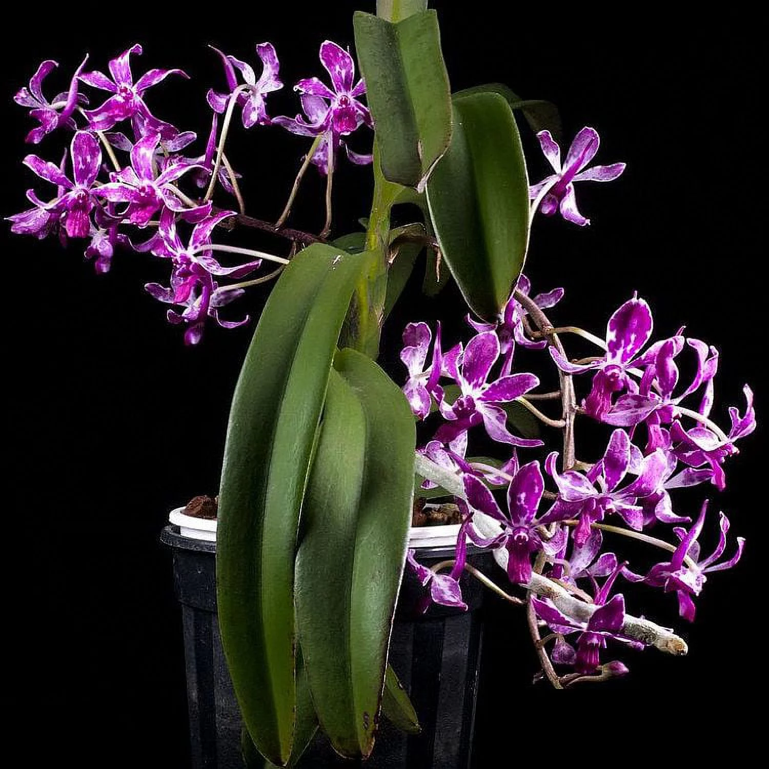 TS421.16 Neostylis Pinky Bare Root A273