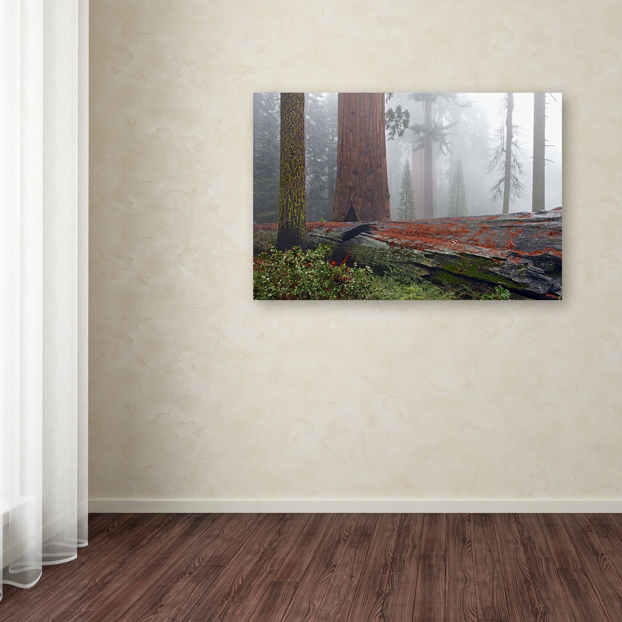 Trademark Fine Art 'Sequoia Fallen Giant' Canvas Art by Mike Jones Photo