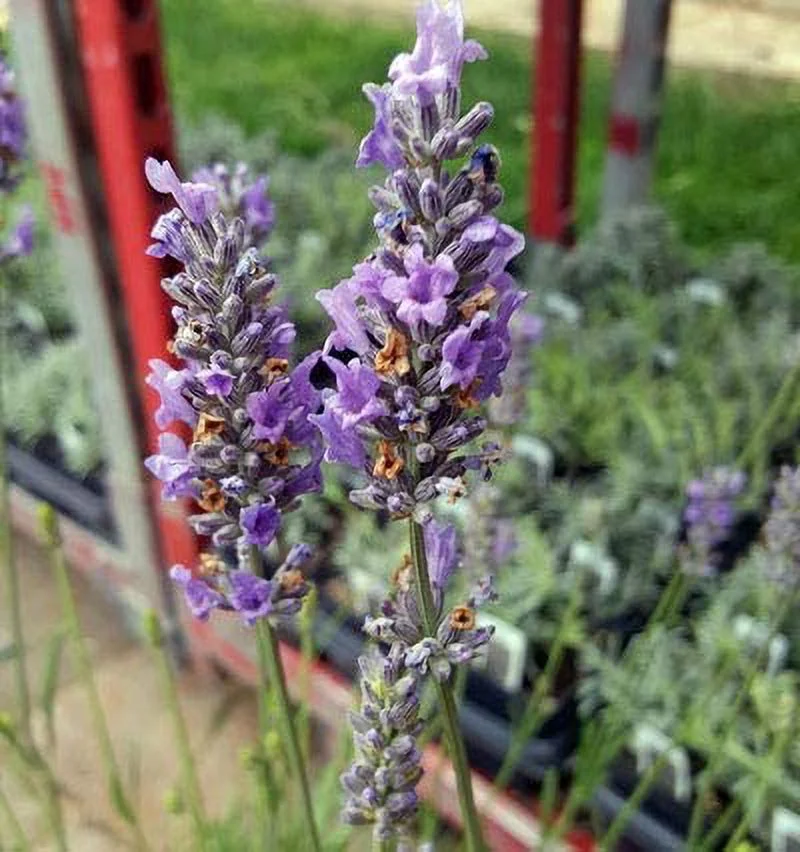 L+ Lavender French Provence Very Fragrant (Blue Flowers, 4
