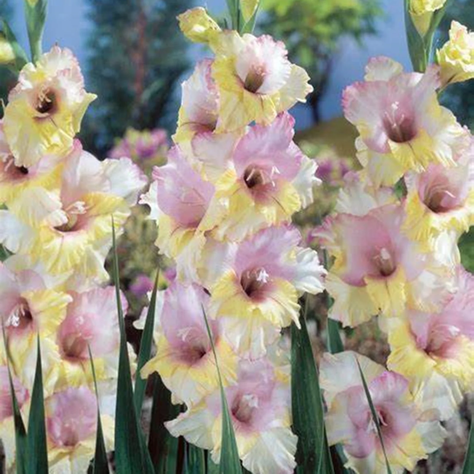 Gladiolus Bulbs, Require Little Water,Cold Tolerant Plants,Gladiolus Flower Bulbs,Cold And Drought Tolerant, Gladiolus Flower Bulbs,Easy To Care For, Gardening Enthusiasts, Gladiolus, Gladiolus Plant,