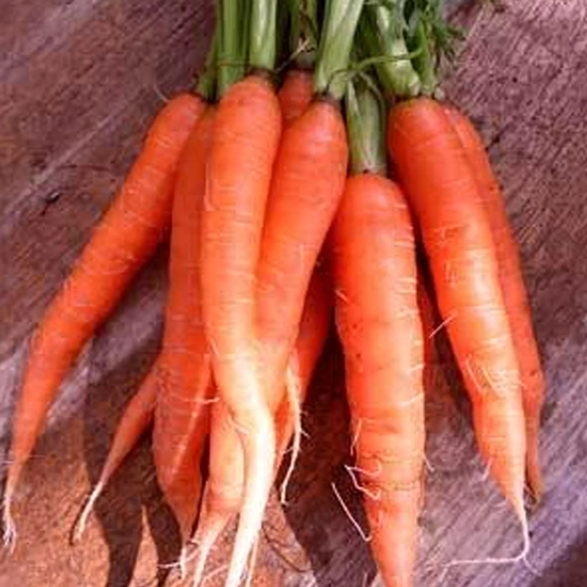Organic Scarlet Nantes Carrot Seed - 1/4 LB ~72,800 Seeds - Non-GMO, Open Pollinated, Heirloom, Vegetable Gardening Seeds