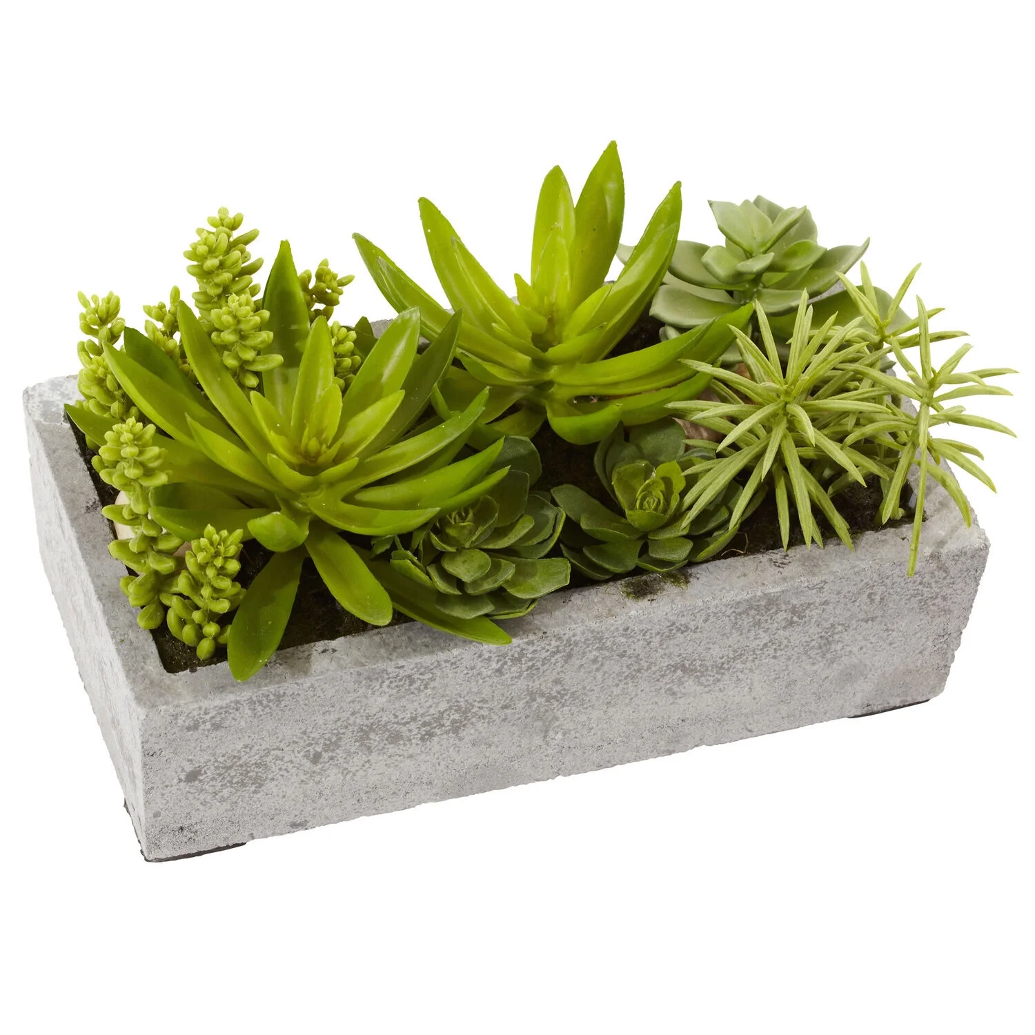 HomeStock Antique Succulent Garden With Concrete Planter