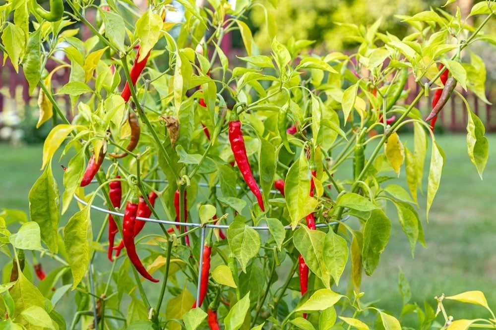 Cayenne Pepper Seeds, Long Red Thin Cayenne Peppers, 125+ Heirloom Seeds, Home Garden! - Non GMO, 90% Germination